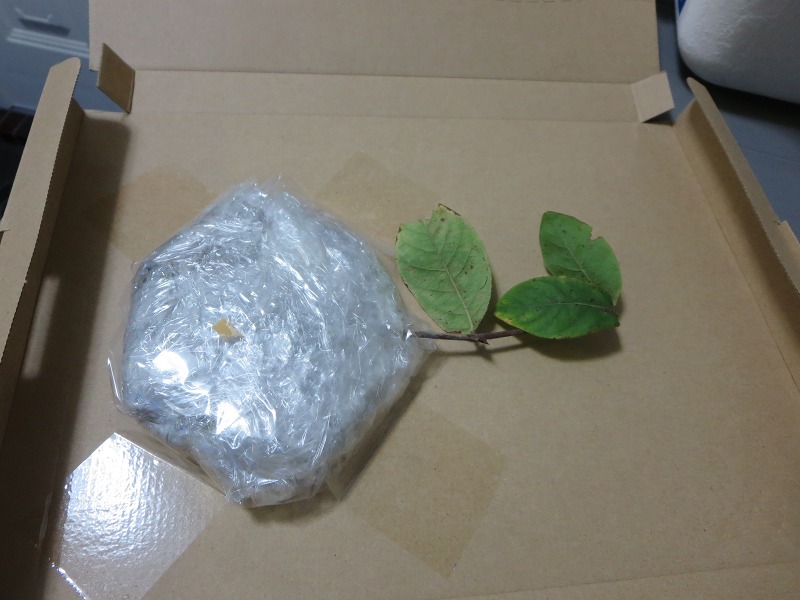 ファイル 101-2.jpg