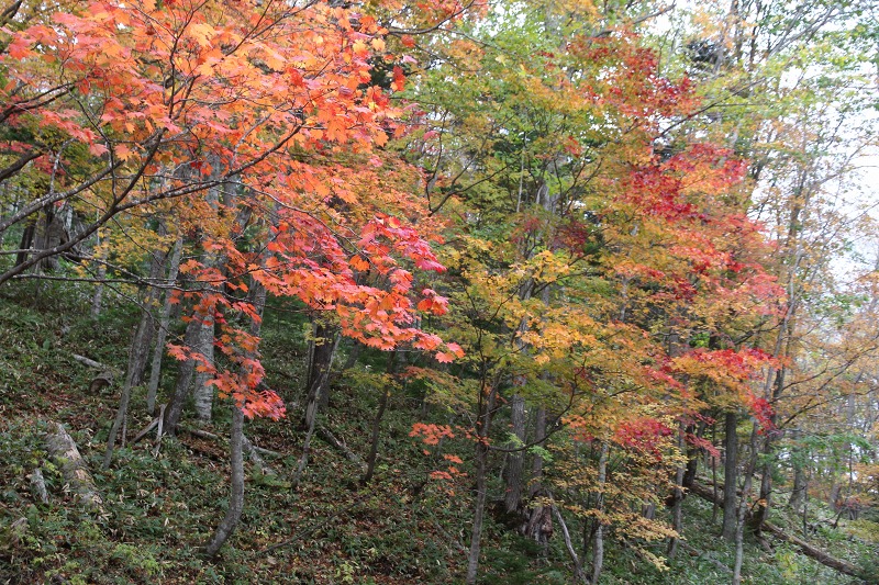 ファイル 114-1.jpg