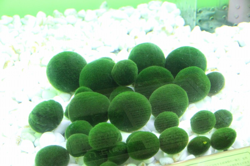 ファイル 114-6.jpg