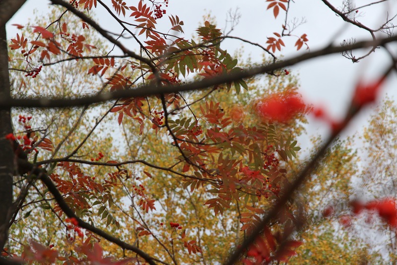 ファイル 116-8.jpg