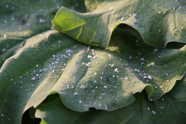 ファイル 120-3.jpg