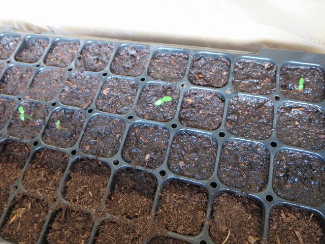 ファイル 131-4.jpg