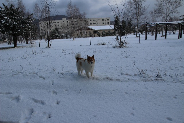 ファイル 136-1.jpg