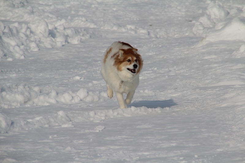 ファイル 17-2.jpg