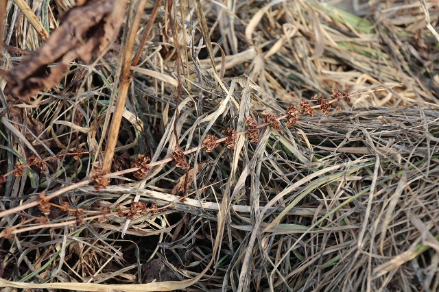 ファイル 31-7.jpg