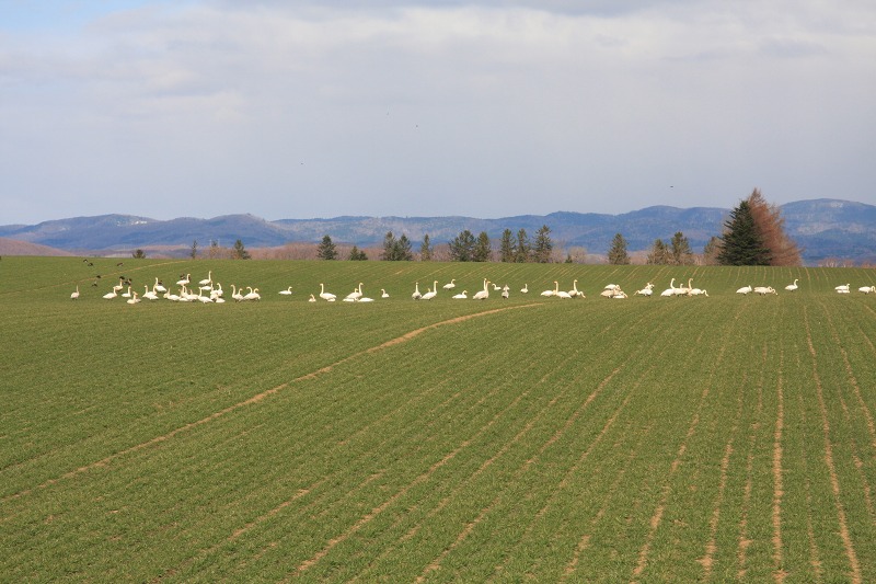 ファイル 35-4.jpg