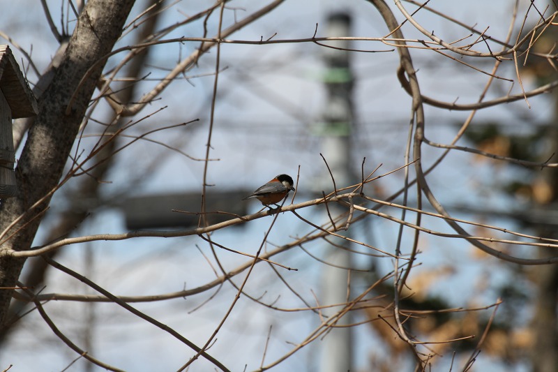 ファイル 36-3.jpg