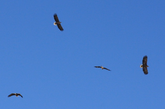 ファイル 4-8.jpg