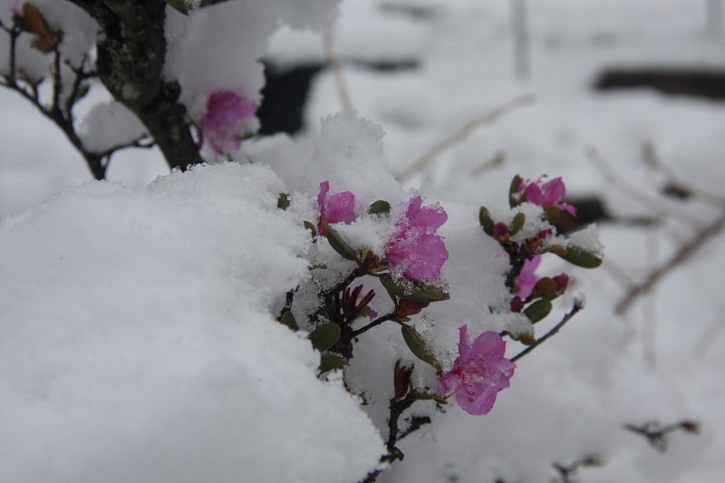 ファイル 41-1.jpg