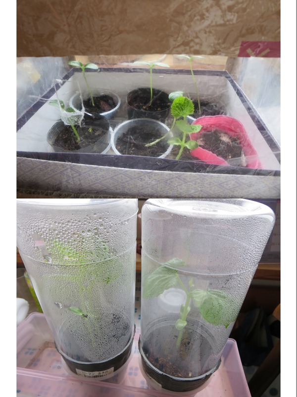 ファイル 43-3.jpg