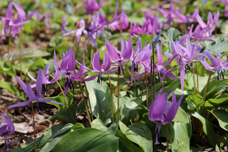 ファイル 47-1.jpg