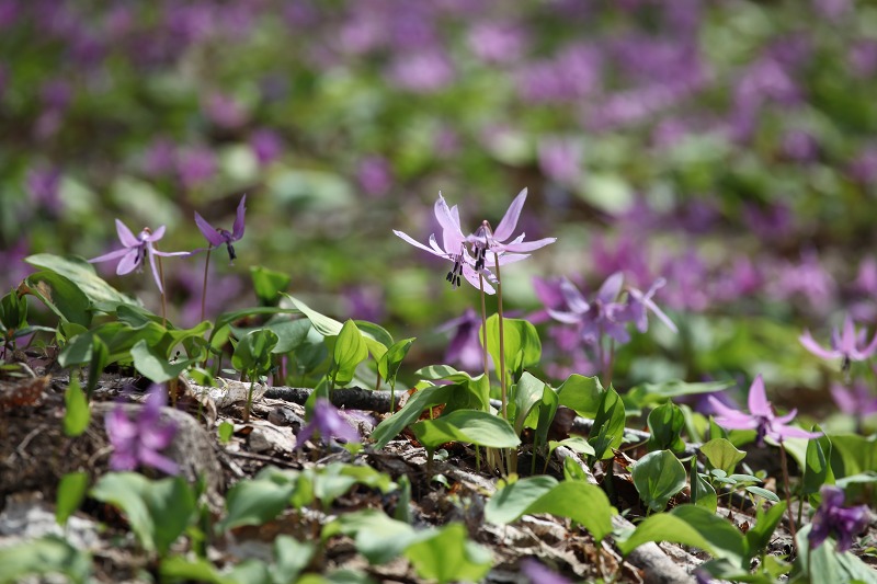 ファイル 47-3.jpg