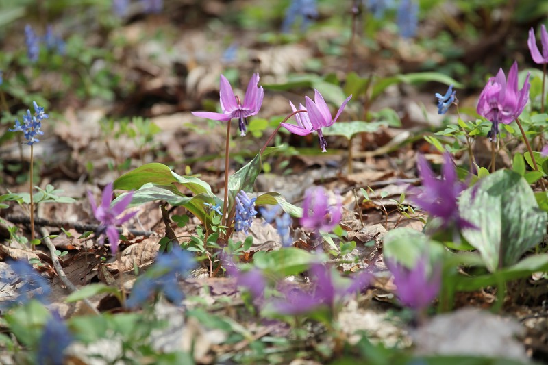 ファイル 47-4.jpg