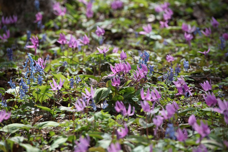 ファイル 47-6.jpg