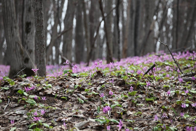 ファイル 47-7.jpg