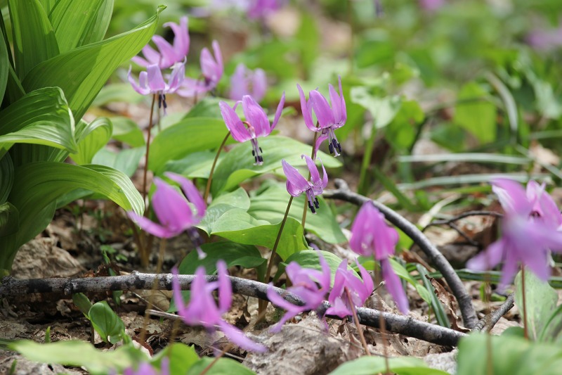 ファイル 47-8.jpg