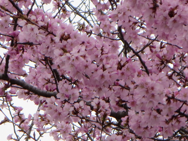 ファイル 49-2.jpg