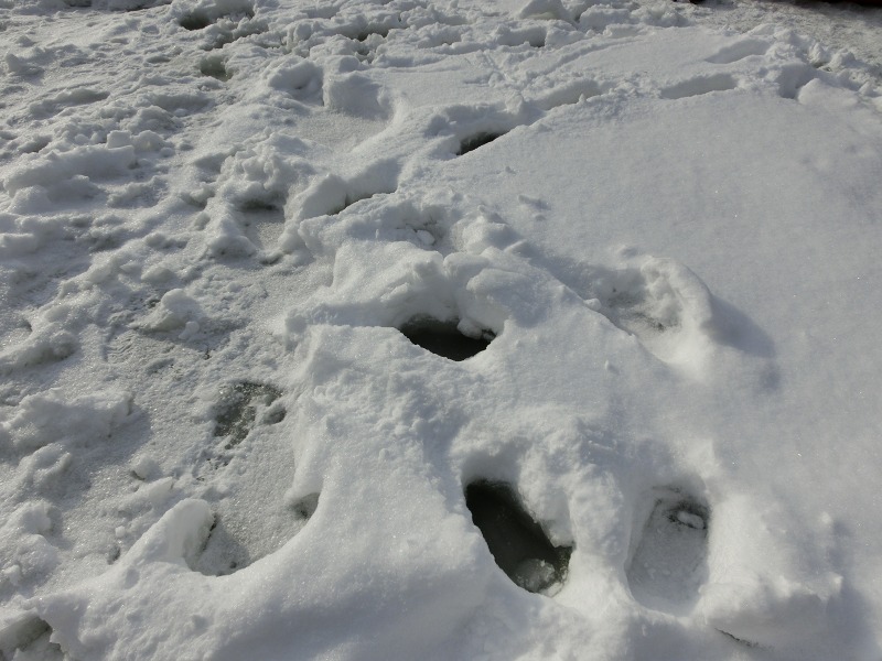 ファイル 5-4.jpg