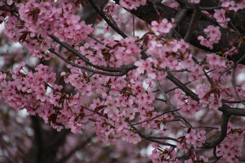 ファイル 51-2.jpg