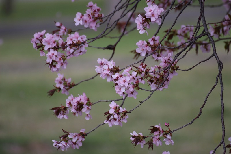 ファイル 51-3.jpg