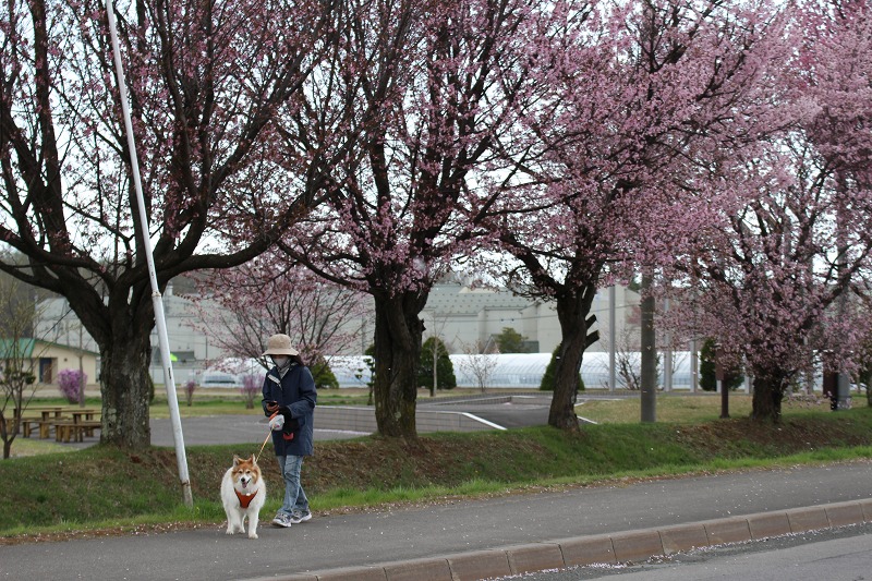 ファイル 51-5.jpg