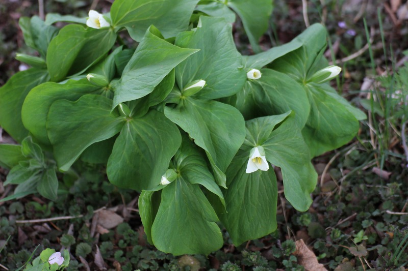 ファイル 54-2.jpg