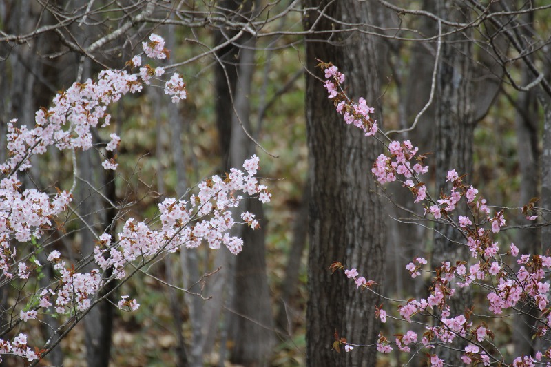 ファイル 54-6.jpg