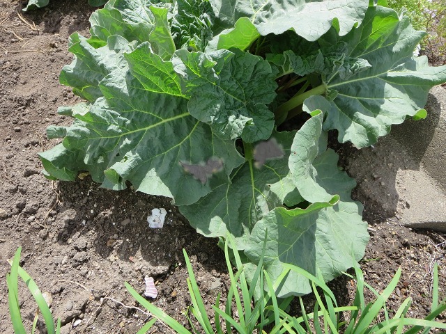 ファイル 55-1.jpg