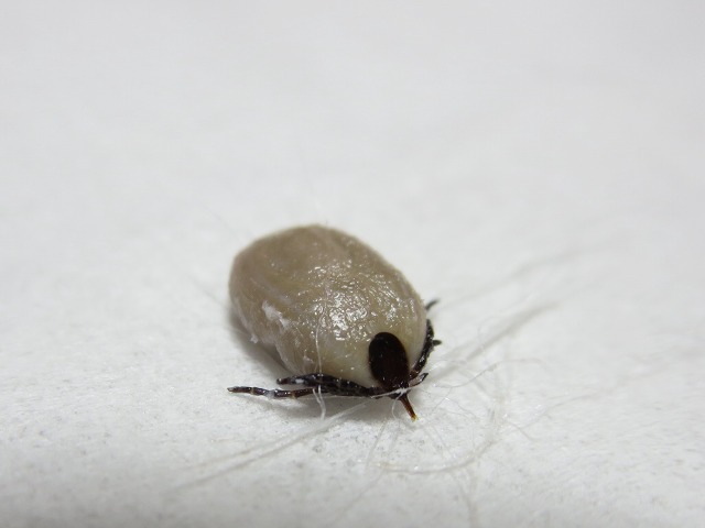 ファイル 58-1.jpg