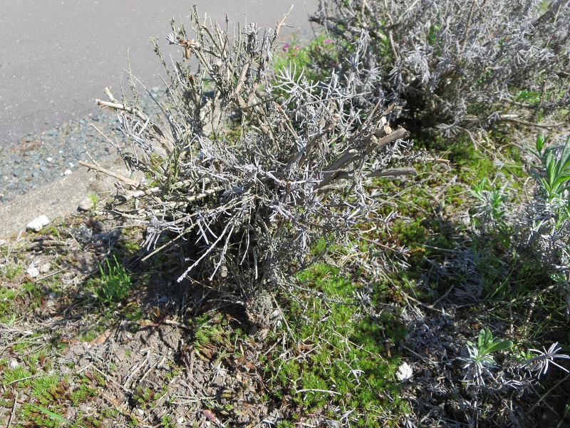 ファイル 65-2.jpg