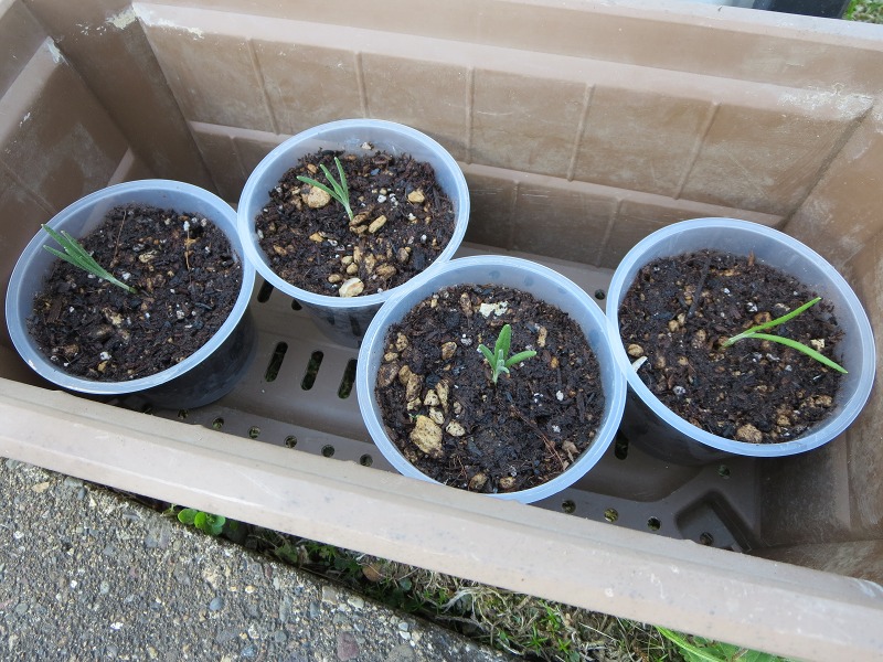 ファイル 65-3.jpg