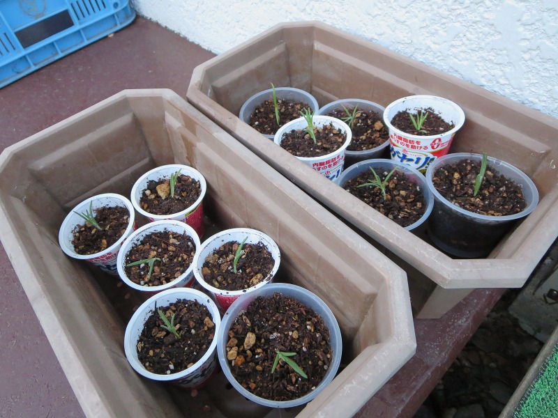 ファイル 65-4.jpg