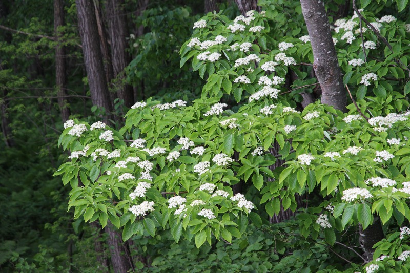 ファイル 65-6.jpg