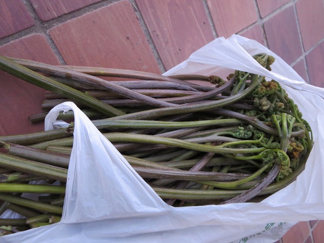 ファイル 67-1.jpg