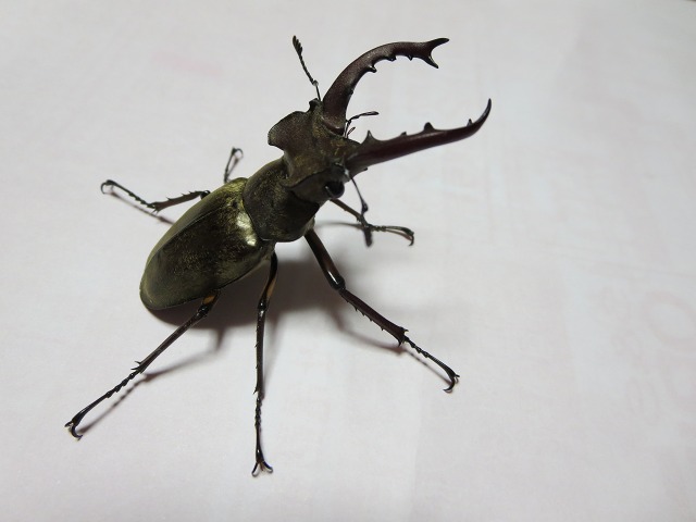 ファイル 69-1.jpg