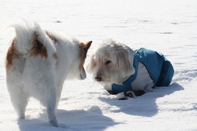 ファイル 7-3.jpg