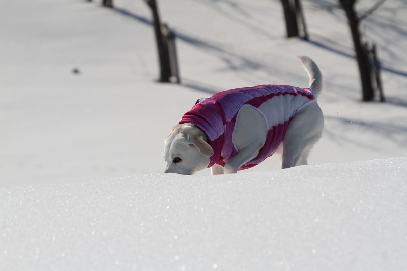 ファイル 7-4.jpg