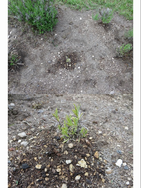 ファイル 70-1.jpg