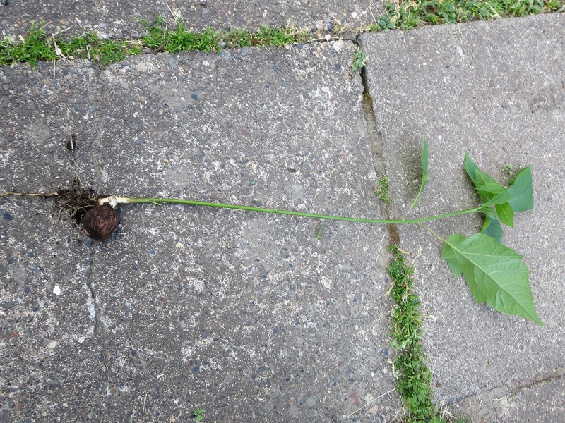 ファイル 70-7.jpg