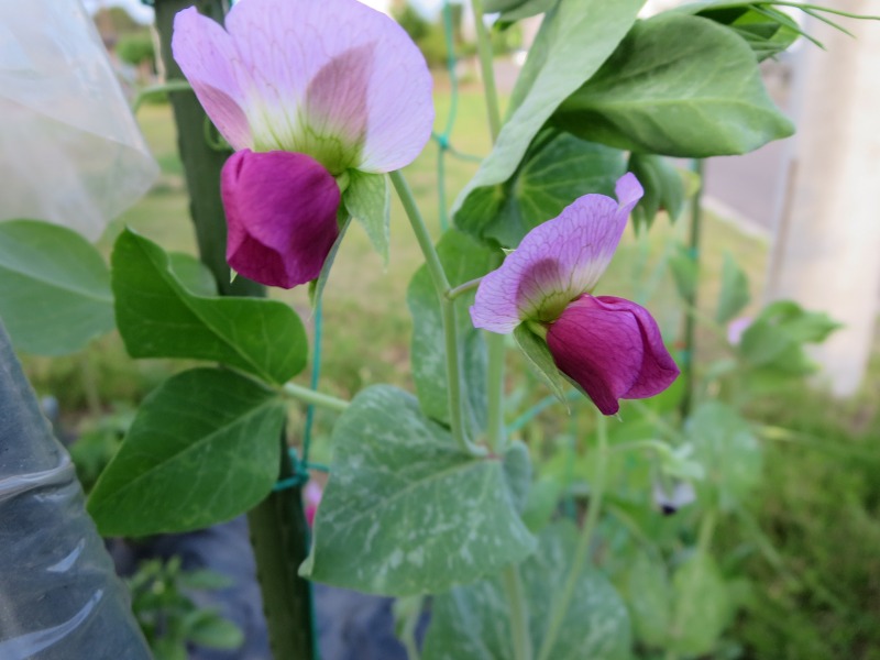 ファイル 70-8.jpg