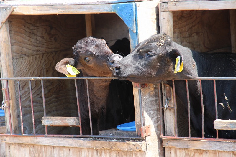 ファイル 71-2.jpg