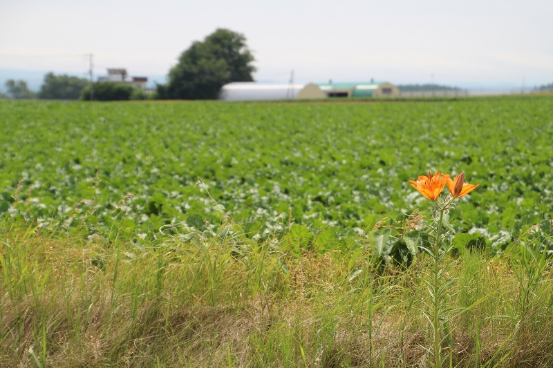 ファイル 76-2.jpg