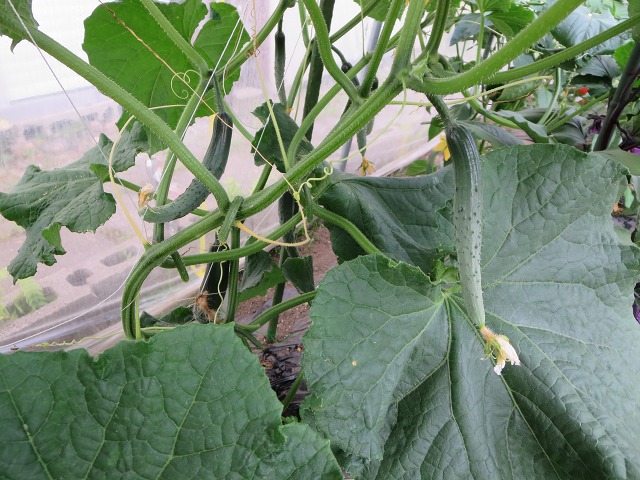 ファイル 78-1.jpg