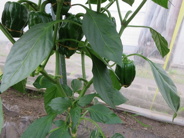 ファイル 78-2.jpg