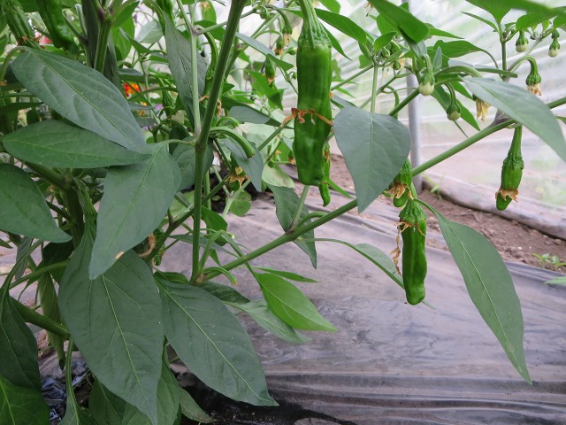 ファイル 78-4.jpg