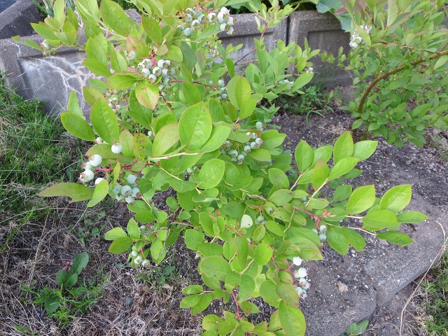 ファイル 78-7.jpg