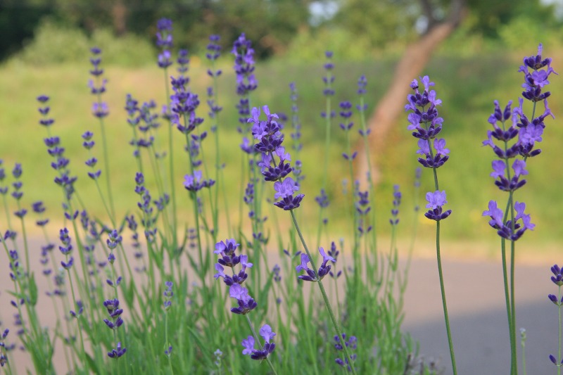 ファイル 82-2.jpg