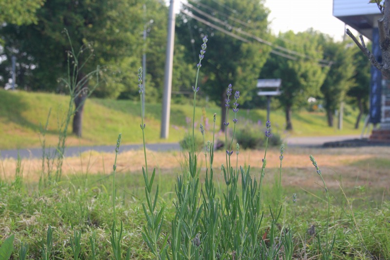 ファイル 82-3.jpg