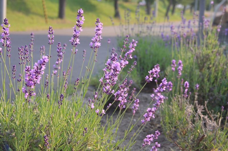 ファイル 82-4.jpg