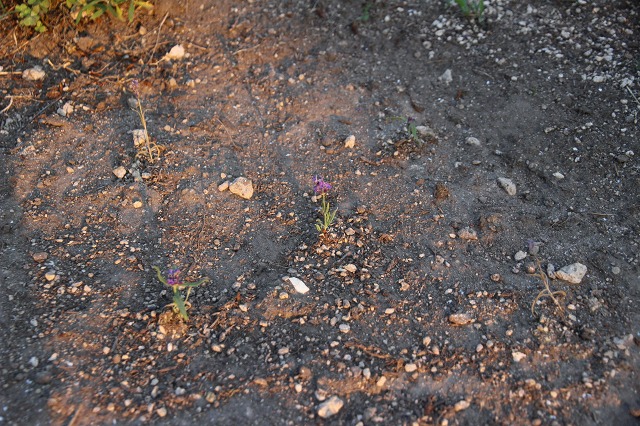 ファイル 83-2.jpg